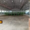 *Dugaan Judi Sabung Ayam di Batang Ditelusuri, Polda Jateng Tegaskan Akan Tindak Jika Terbukti*